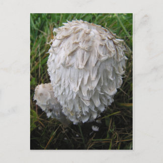 Carte Postale Champignon blanc