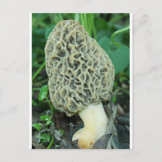Carte Postale Champignon jaune Morel