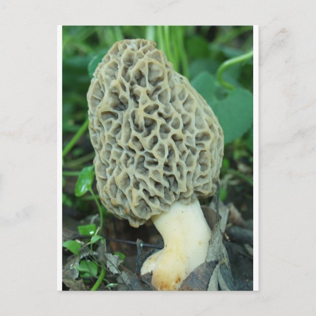 Carte Postale Champignon jaune Morel (Devant)