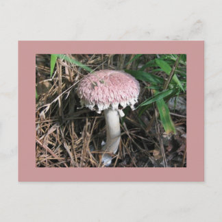 Carte Postale Champignon rose