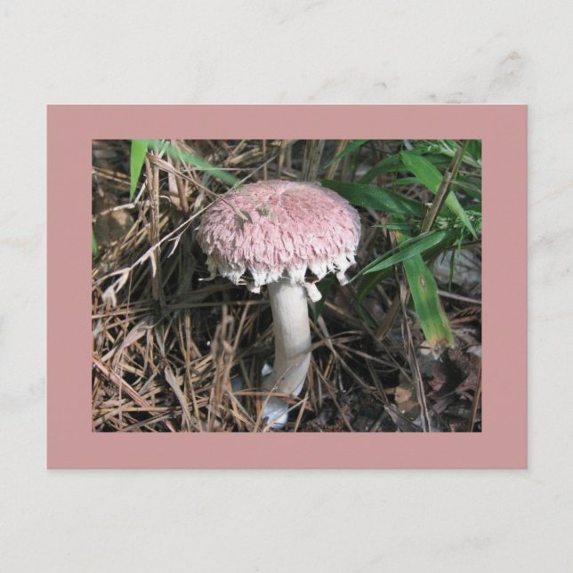Carte Postale Champignon rose (Devant)