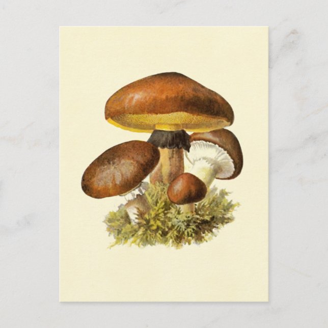Carte Postale Champignon Vintage Brown (Devant)