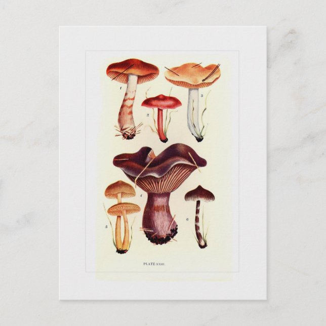 Carte Postale Champignons (Devant)