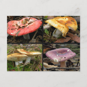Carte postale Champignons