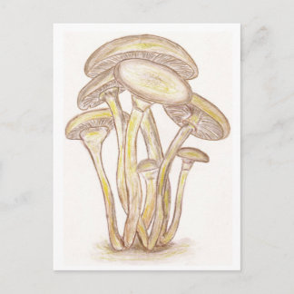 Carte postale Champignons
