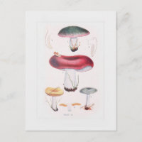 Champignons