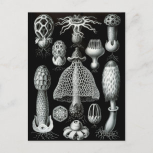 Carte Postale Champignons