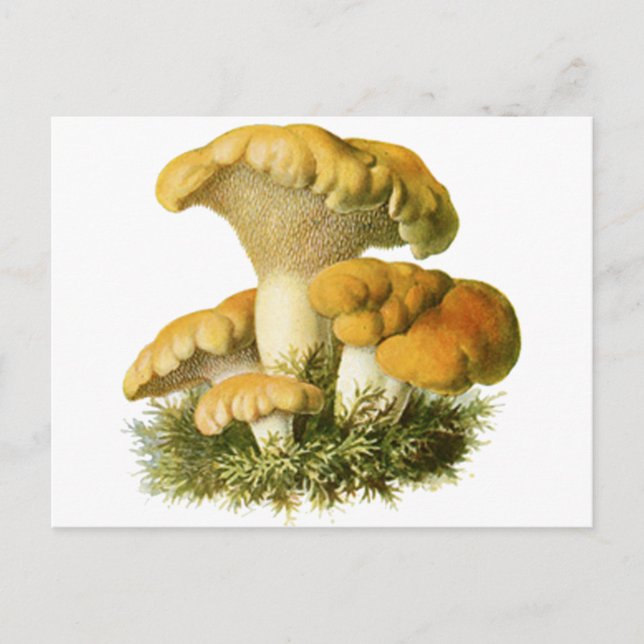 Carte Postale Champignons anciens Imprimer 13 (Devant)