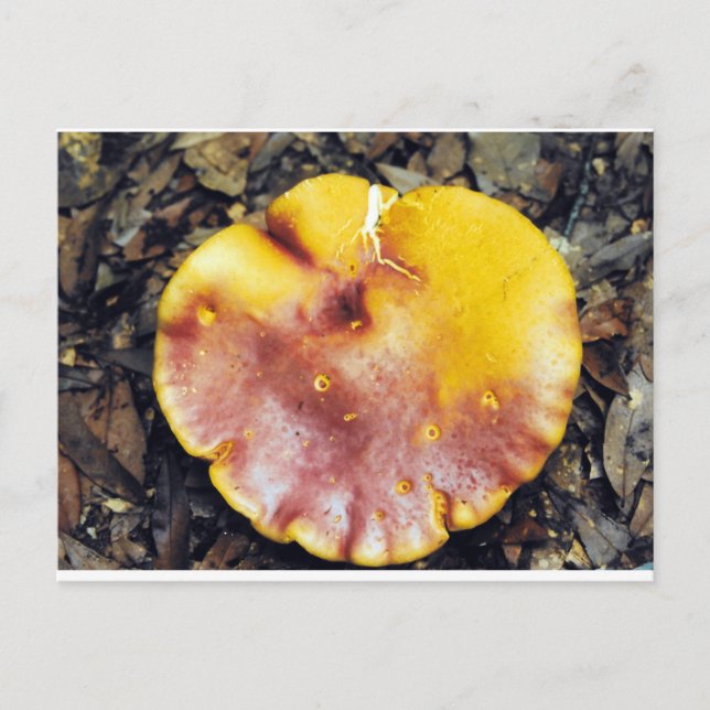 Carte Postale Champignons Beau (Devant)