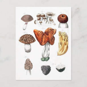 Carte Postale Champignons botaniques vintages