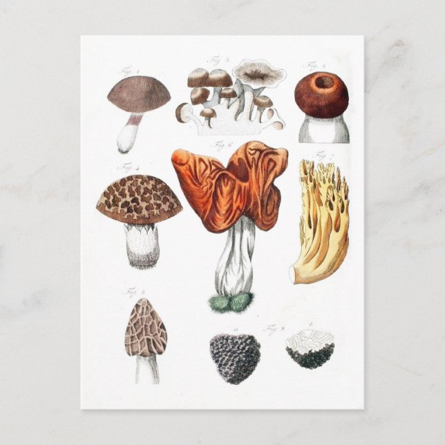 Carte Postale Champignons botaniques vintages (Devant)