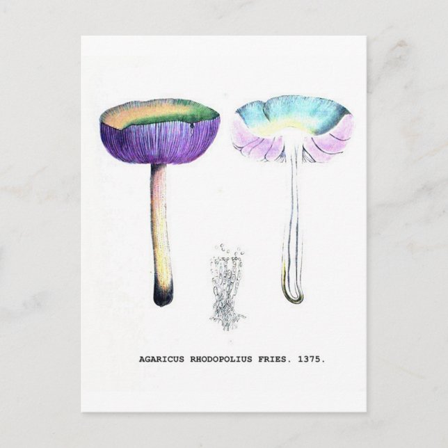 Carte Postale Champignons botaniques vintages (Devant)