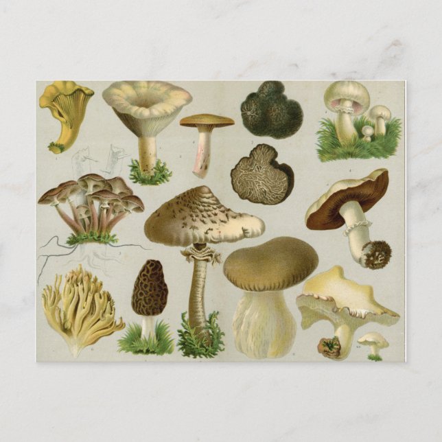 Carte Postale Champignons comestibles - Champignons et tabourets (Devant)