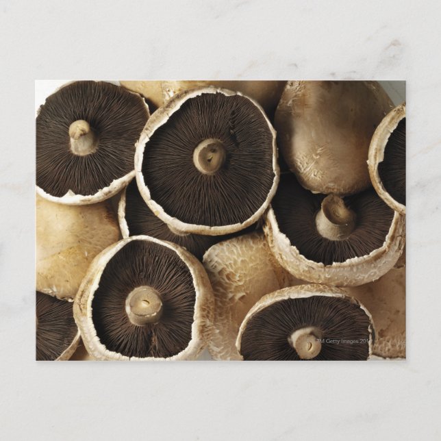 Carte Postale Champignons de Portobello sur Arrière - plan blanc (Devant)