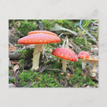 Champignons de selles rouges