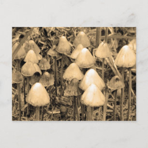 Carte Postale Champignons en Sepia