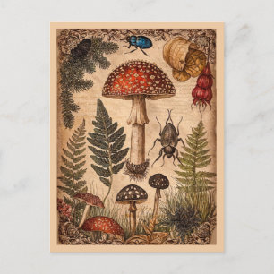 Carte Postale Champignons Fougères Coléoptères de la forêt ancie