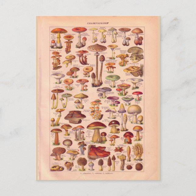 Carte Postale Champignons historiques vintages (Devant)