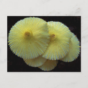 Carte postale Champignons Jaunes