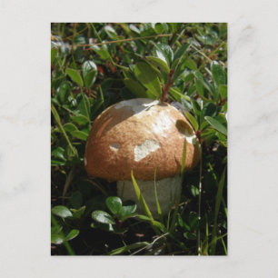 Carte Postale Champignons King Boletus, île Unalaska