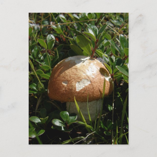 Carte Postale Champignons King Boletus, île Unalaska (Devant)