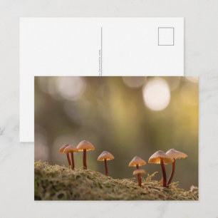 Carte Postale Champignons Nature Photo