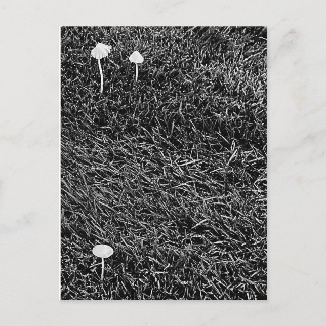 Carte Postale Champignons noirs et blancs en Grass Photo (Devant)