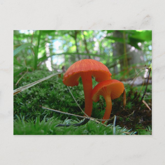 Carte Postale Champignons orange mignons (Devant)