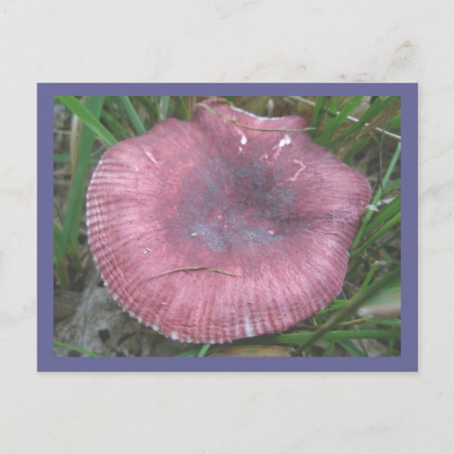 Carte postale Champignons roses (Devant)