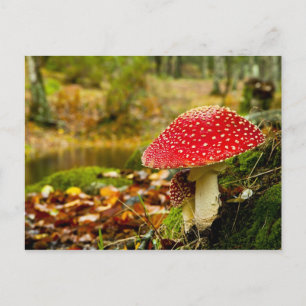 Carte Postale Champignons rouges