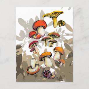 Carte Postale champignons sauvages