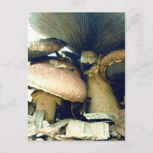 Carte Postale Champignons sous les photos