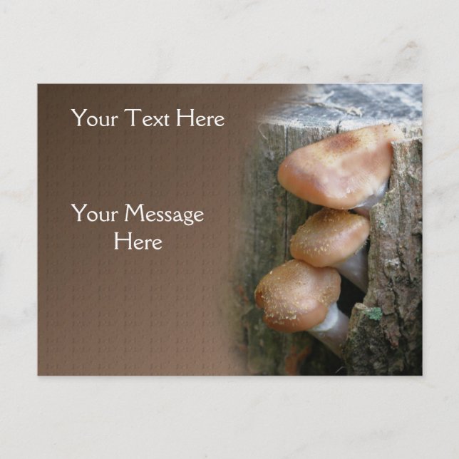 Carte Postale Champignons sur la nature de souche (Devant)
