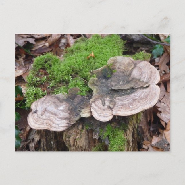 Carte Postale Champignons sur un tronc d'arbre (Devant)