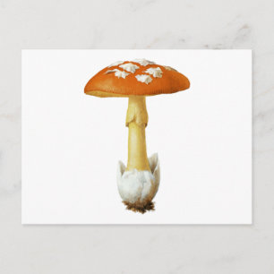 Carte Postale Champignons tachetés Rouge Et Blanc