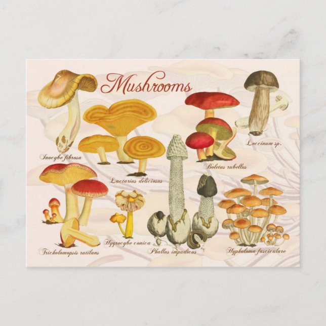Carte Postale Champignons variés (Devant)