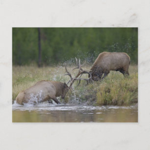 Carte Postale Championnats d'Elk, Yellowstone NP, Wyoming