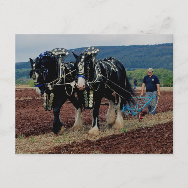 Carte Postale Championnats du Royaume-Uni de course à cheval 201 (Devant)