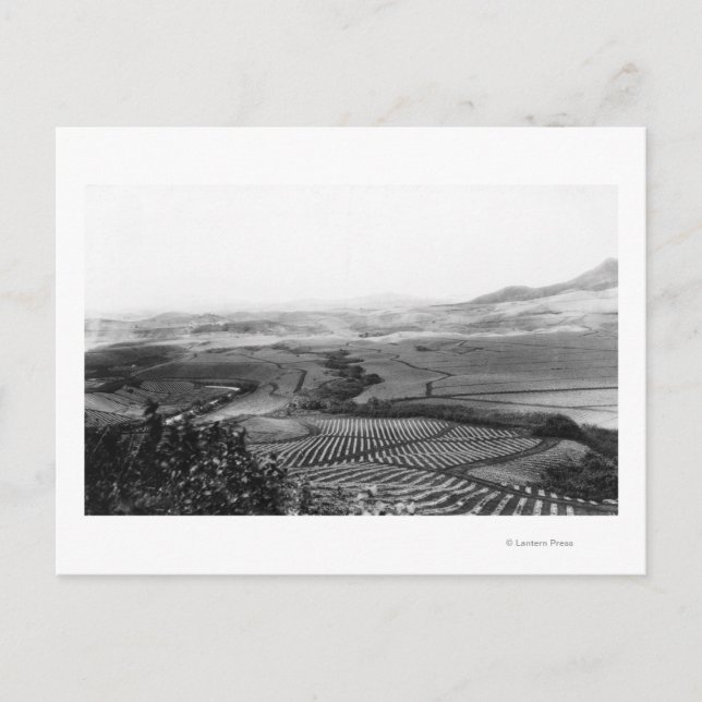 Carte Postale Champs d'ananas à Hawaii PhotoHawaii (Devant)
