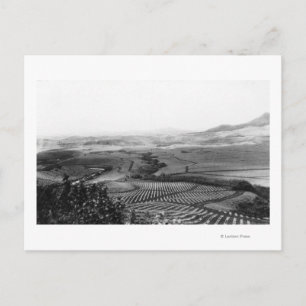 Carte Postale Champs d'ananas à Hawaii PhotoHawaii
