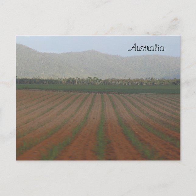 Carte Postale Champs de canne à sucre — Queensland, Australie (Devant)