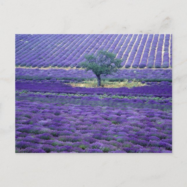 Carte Postale Champs de lavande, Vence, Provence, France (Devant)
