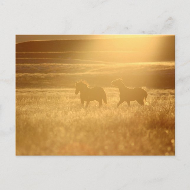 Carte Postale Champs de lin (Devant)