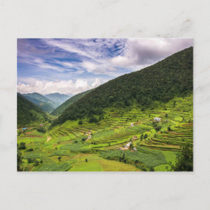 Carte postale Champs de Paddy au Népal