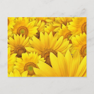 Carte Postale Champs de tournesol jaune