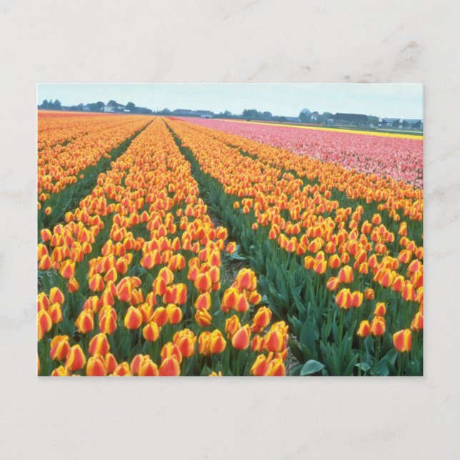Carte Postale Champs de Tulipe orange, fleurs hollandaises (Devant)