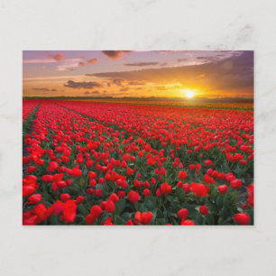 Carte Postale Champs de tulipes au coucher du soleil dans la Pay