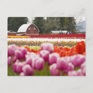 Carte Postale Champs de tulipes du mont Vernon, comté de Skagit,