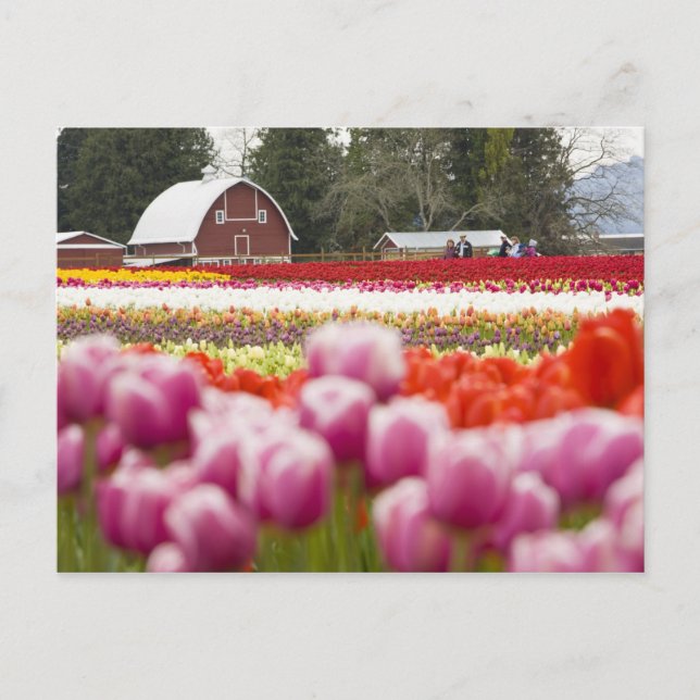 Carte Postale Champs de tulipes du mont Vernon, comté de Skagit, (Devant)