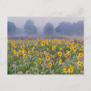 Carte Postale Champs d'été
